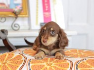 Kaninchen_Dachshund_4757