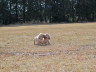 Kaninchen_Dachshund_4758