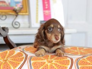 Kaninchen_Dachshund_4760