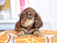 Kaninchen_Dachshund_4771