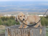 Kaninchen_Dachshund_4772