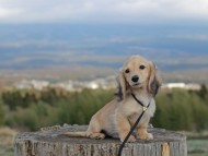 Kaninchen_Dachshund_4779