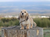 Kaninchen_Dachshund_4780