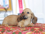 Kaninchen_Dachshund_4787