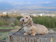 Kaninchen_Dachshund_4789