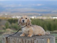 Kaninchen_Dachshund_4790