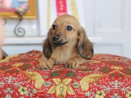 Kaninchen_Dachshund_4791