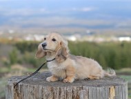 Kaninchen_Dachshund_4792