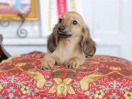 Kaninchen_Dachshund_4792