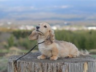 Kaninchen_Dachshund_4794