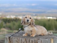 Kaninchen_Dachshund_4795