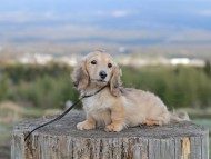 Kaninchen_Dachshund_4797