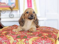 Kaninchen_Dachshund_4801