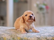 Kaninchen_Dachshund_4803