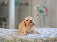 Kaninchen_Dachshund_4809 Kaninchen_Dachshund_4809