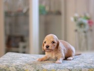 Kaninchen_Dachshund_4815 Kaninchen_Dachshund_4815