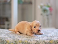 Kaninchen_Dachshund_4819 Kaninchen_Dachshund_4819