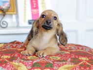 Kaninchen_Dachshund_4819
