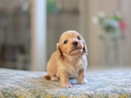 Kaninchen_Dachshund_4827 Kaninchen_Dachshund_4827