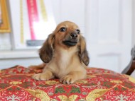 Kaninchen_Dachshund_4830