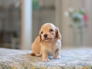 Kaninchen_Dachshund_4833 Kaninchen_Dachshund_4833