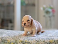 Kaninchen_Dachshund_4834 Kaninchen_Dachshund_4834