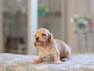 Kaninchen_Dachshund_4837 Kaninchen_Dachshund_4837