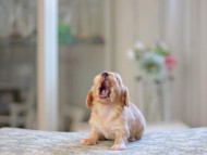 Kaninchen_Dachshund_4838 Kaninchen_Dachshund_4838