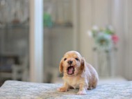 Kaninchen_Dachshund_4839 Kaninchen_Dachshund_4839