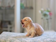 Kaninchen_Dachshund_4841 Kaninchen_Dachshund_4841