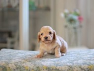 Kaninchen_Dachshund_4845 Kaninchen_Dachshund_4845