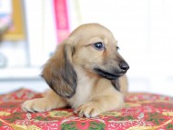 Kaninchen_Dachshund_4849