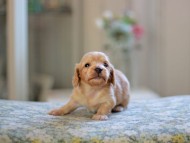 Kaninchen_Dachshund_4853 Kaninchen_Dachshund_4853