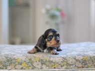 Kaninchen_Dachshund_4858