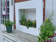 Kaninchen_Dachshund_4860 Kaninchen_Dachshund_4860