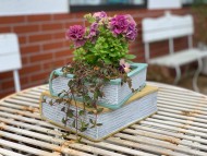 Kaninchen_Dachshund_4862