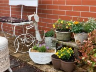 Kaninchen_Dachshund_4863