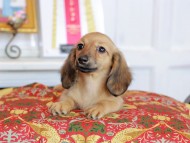 Kaninchen_Dachshund_4865