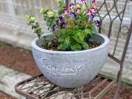 Kaninchen_Dachshund_4866