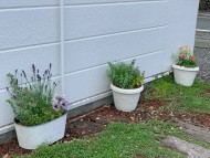 Kaninchen_Dachshund_4867