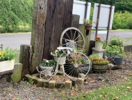 Kaninchen_Dachshund_4868