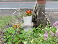 Kaninchen_Dachshund_4870