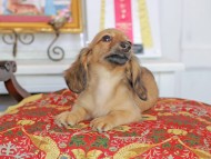 Kaninchen_Dachshund_4873
