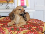 Kaninchen_Dachshund_4874