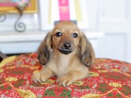 Kaninchen_Dachshund_4882
