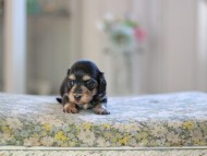Kaninchen_Dachshund_4887