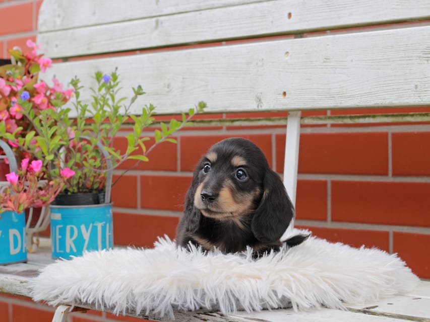 カニンヘンダックスフンド バルーン ＆ スパーキの子犬 ブラックイエロー 男の子