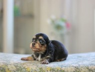 Kaninchen_Dachshund_4908 Kaninchen_Dachshund_4908