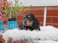 Kaninchen_Dachshund_4912