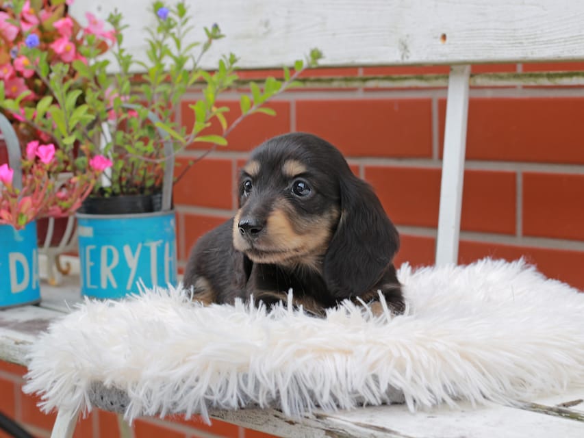 カニンヘンダックスフンド バルーン ＆ スパーキの子犬 ブラックイエロー 男の子